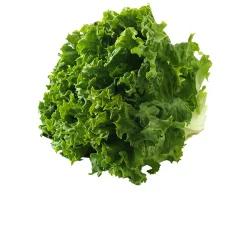 Lettuce - Green Leaf