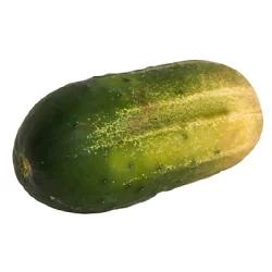 Pickling Gherkin Cucumber