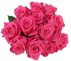 Bloom Haus Dozen Rose Bunch - Hot Pink
