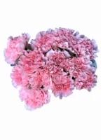 Bloom Haus Regular Carnations - Pink