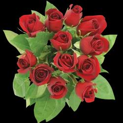 Northgate Dozen Roses Red