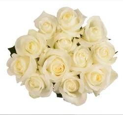 BLOOM HAUS White Roses