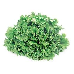 Lettuce Green Leaf