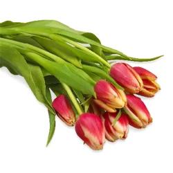 Tulip Bunch, 10 stems