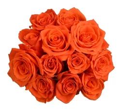 BLOOM HAUS Orange Roses