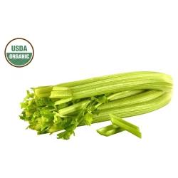 Fresh Pascal Celery, organic