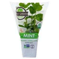 Edible Garden Potted Herbs - Organic Mint