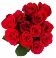 BLOOM HAUS Red Roses