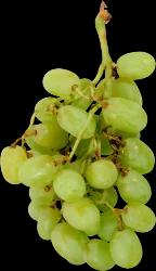 Green White Seedless Grapes